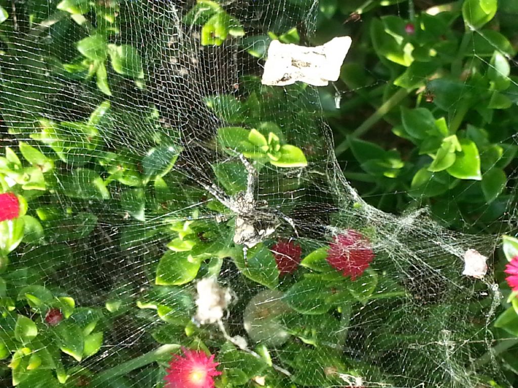 Strano ragno: Cyrtophora citricola - Castellammare (TP)